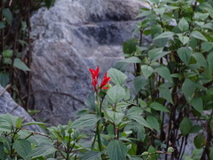 Salvia splendens