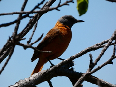 Monticola rupestris