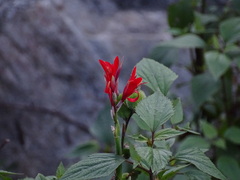 Salvia splendens