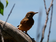 Monticola rupestris