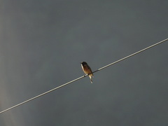 Phoenicurus phoenicurus