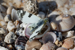 Euchloe ausonia
