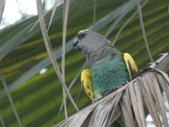 Poicephalus meyeri