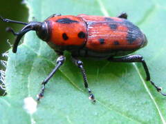 Rhodobaenus quinquepunctatus