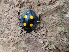 Eumorphus marginatus