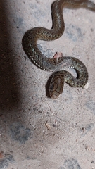 Philodryas patagoniensis