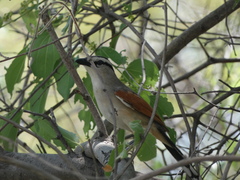 Tchagra australis