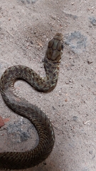 Philodryas patagoniensis