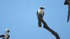 Eurocephalus anguitimens