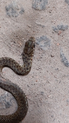 Philodryas patagoniensis