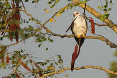 Elanus caeruleus vociferus