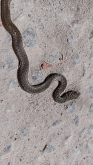 Philodryas patagoniensis