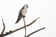 Elanus caeruleus vociferus