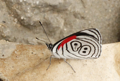 Diaethria neglecta