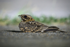 Caprimulgus asiaticus