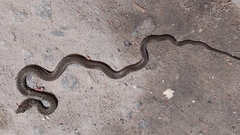 Philodryas patagoniensis