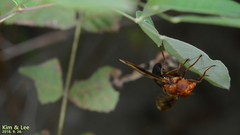 Volucella linearis