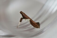 Caloptilia stigmatella