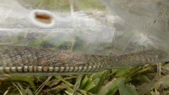 Philodryas patagoniensis