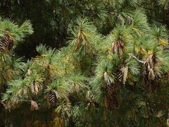 Pinus wallichiana