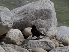 Pyrrhocorax graculus