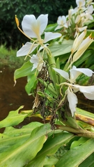 Hedychium coronarium