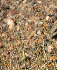 Bebbia juncea
