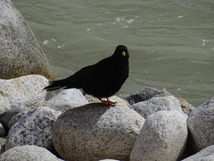 Pyrrhocorax graculus