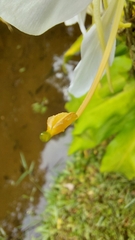 Hedychium coronarium
