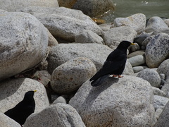 Pyrrhocorax graculus