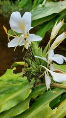 Hedychium coronarium