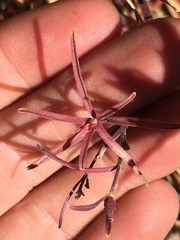 Cordylanthus rigidus