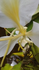 Hedychium coronarium
