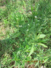 Solanum pseudocapsicum