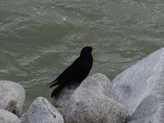 Pyrrhocorax graculus