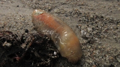 Ciona intestinalis