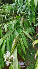 Hedychium coronarium