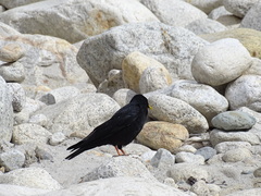 Pyrrhocorax graculus