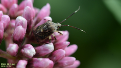 Eurystylus coelestialium