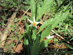 Solanum pseudocapsicum