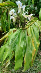 Hedychium coronarium