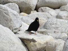 Pyrrhocorax graculus