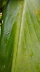Hedychium coronarium
