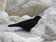 Pyrrhocorax graculus