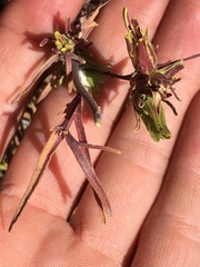 Cordylanthus rigidus