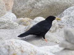 Pyrrhocorax graculus