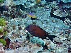 Ctenochaetus binotatus