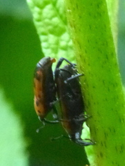Rhodobaenus quinquepunctatus