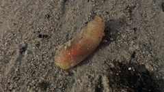 Ciona intestinalis