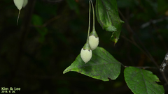 Styrax japonicus